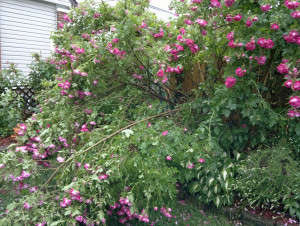 Huge William Baffin Rose after rain storm - broken